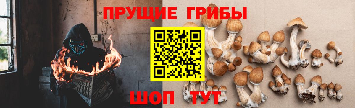 Псилоцибиновые грибы прущие грибы  Вход с VPN  Тамбов 